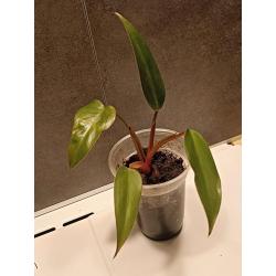 Philodendron Red Ruby nr.1