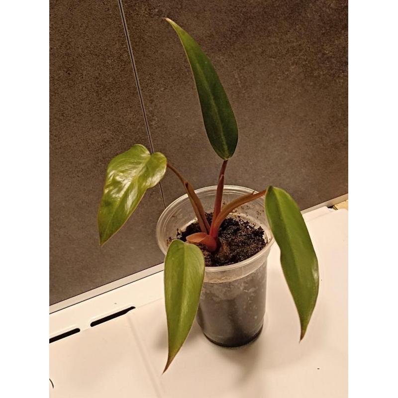 Philodendron Red Ruby nr.1