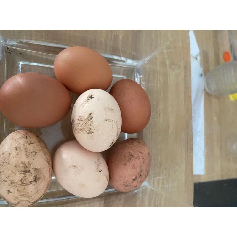 6 Eieren van kippen met vrije uitloop