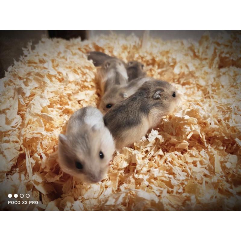 Jonge Kleine Russische Dwerg Hamsters